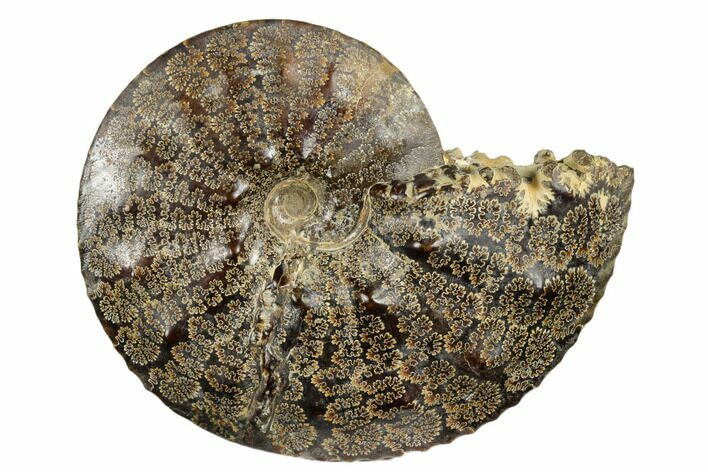 Ammonite (Placenticeras) Fossil - Eastern Wyoming #180795